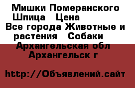 Мишки Померанского Шпица › Цена ­ 60 000 - Все города Животные и растения » Собаки   . Архангельская обл.,Архангельск г.